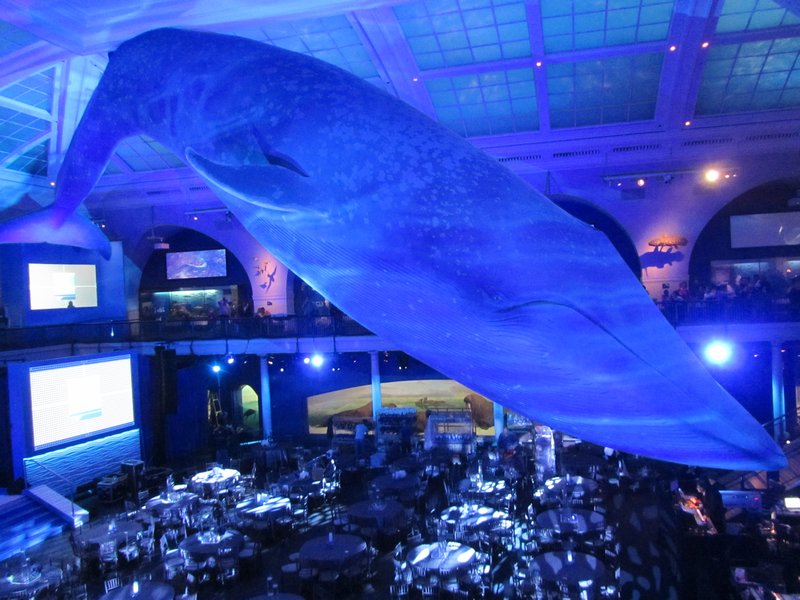 Blue Whale at the Natural History Museum