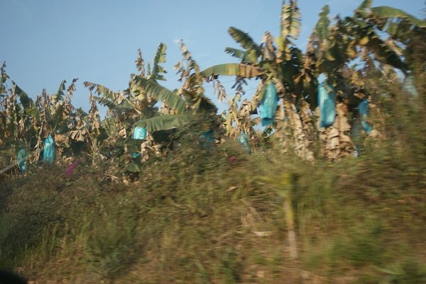 banana trees