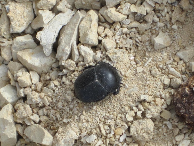 Al Badia dung beetle