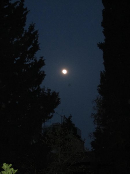 Full moon over cedars