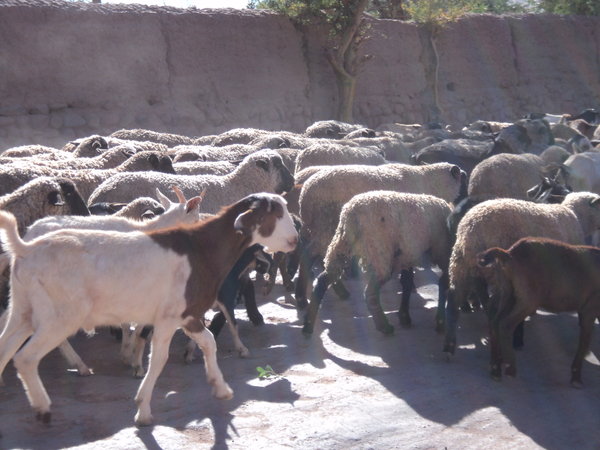 Sheep crowding us off the street in San Pedro de Atacama