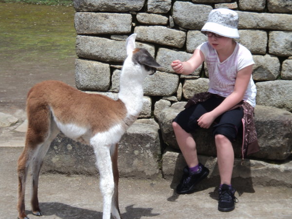 Abbey befriending baby llama