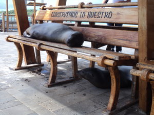 Sea Lion on Harbour bench