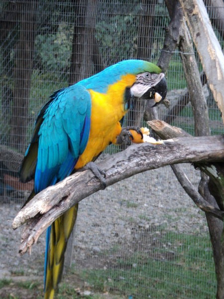Macaw peeling and eating orange