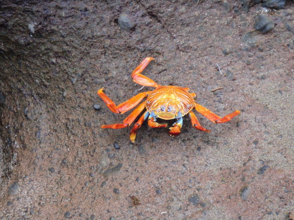 Zalay Lightfoot Crab