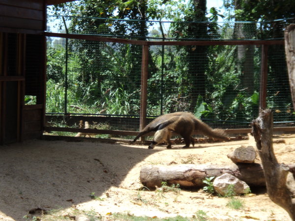 Huge Anteater in Parimaribo Zoo