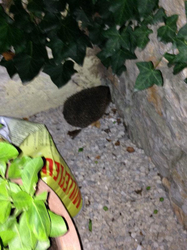 Our hedgehog hiding behind a flower pot