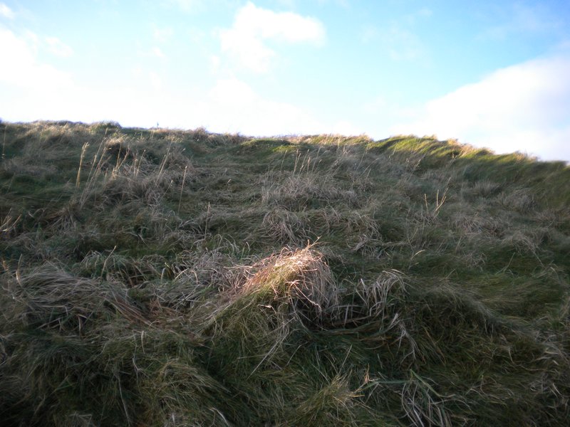 Lush Grass