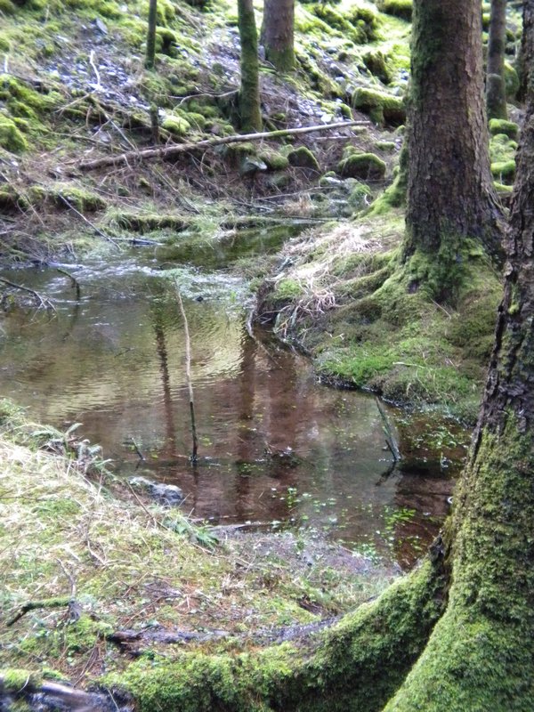 Forest Pool