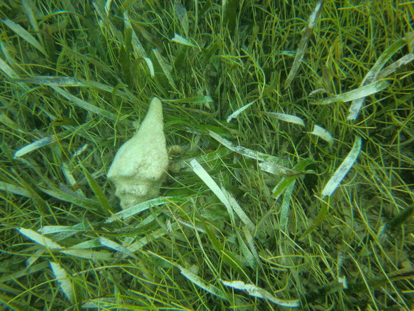 Seagrass Conch