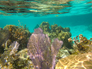 Snorkeling Caye Caulker