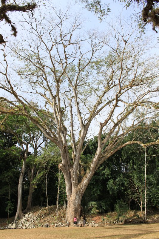 A Guanacaste tree