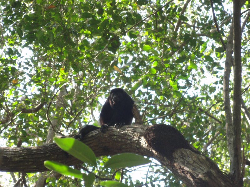 Howler Monkey in the tree. 