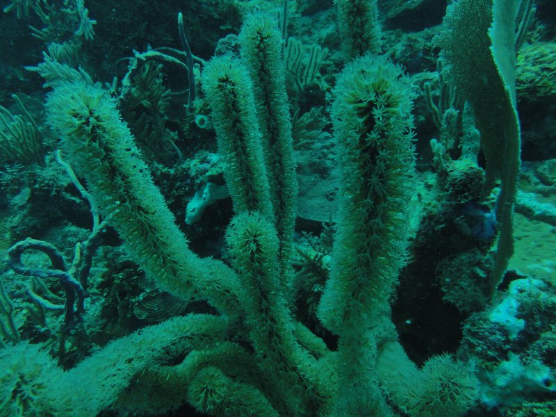 A gorgonian octocoral.