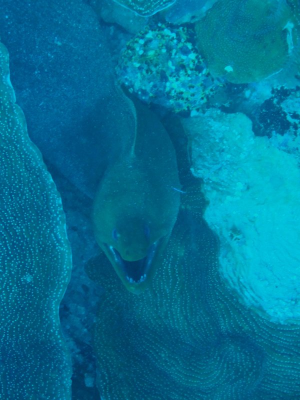 An unhappy green moray eel.