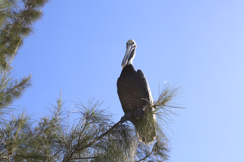 Pelicano perched in a tree? 