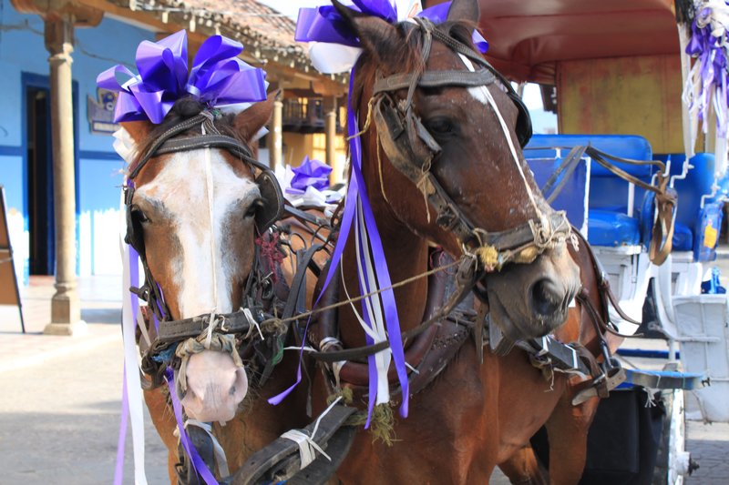 Horses decked out in purple bows!