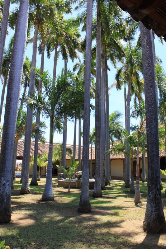 A beautiful palm tree garden inside the Convento y Iglesia de San Francisco.