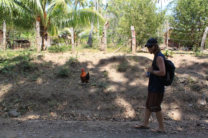Largest Rooster Ever!