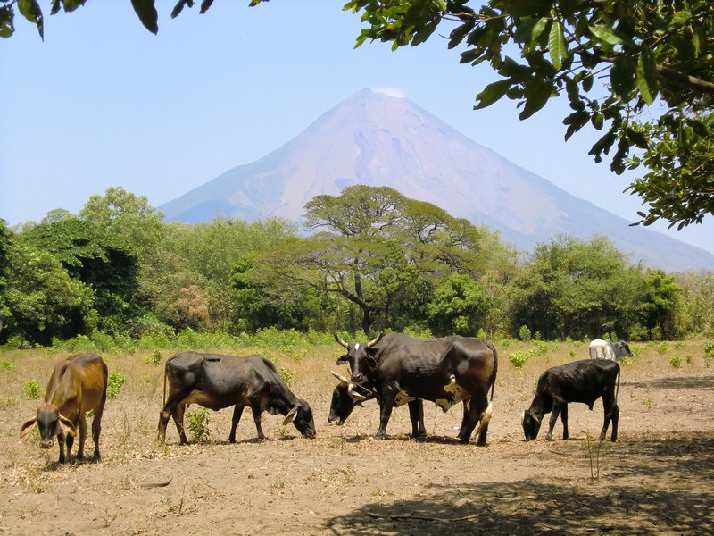 Volcanos and Farm Animals