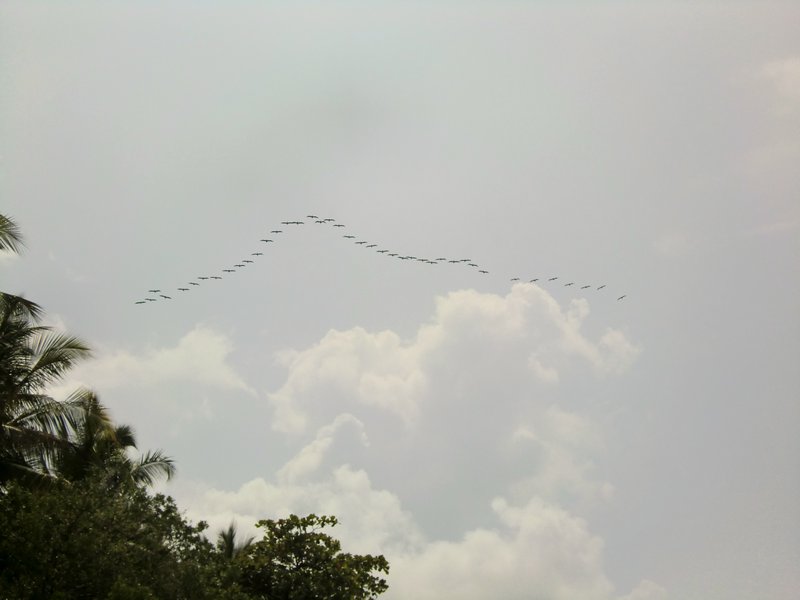 A large group of pelicans flying in formation.