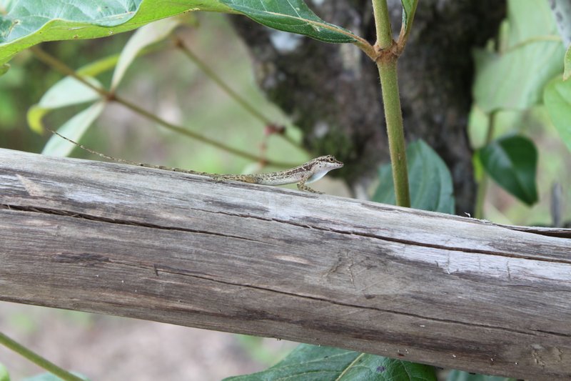 An anole living outside our cabana was the first to greet us.