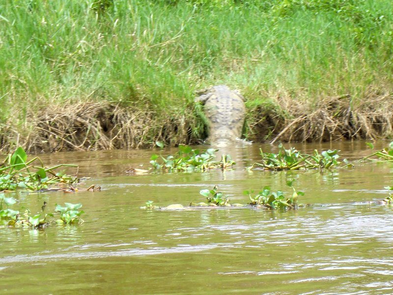 A giant crocodile on the river's edge.