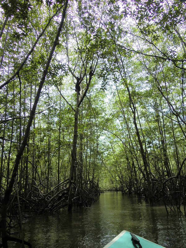 Slowly moving through the mangroves.