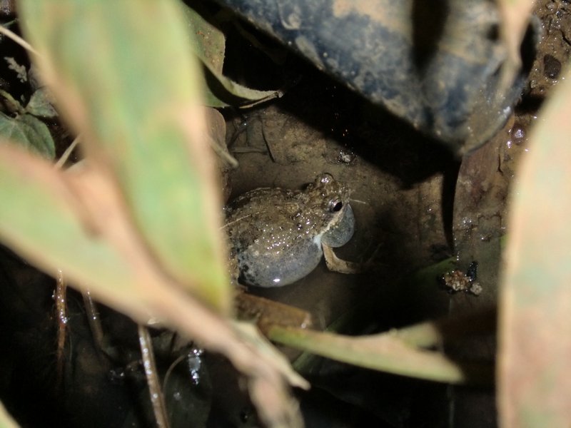 The frog we tracked down because of his crazy sounds. 