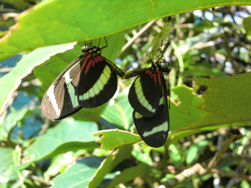 Butterflies mating. 