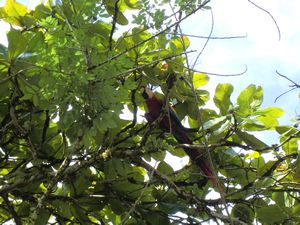 Scarlet Macaw in the tree as we're waiting to leave Drake.
