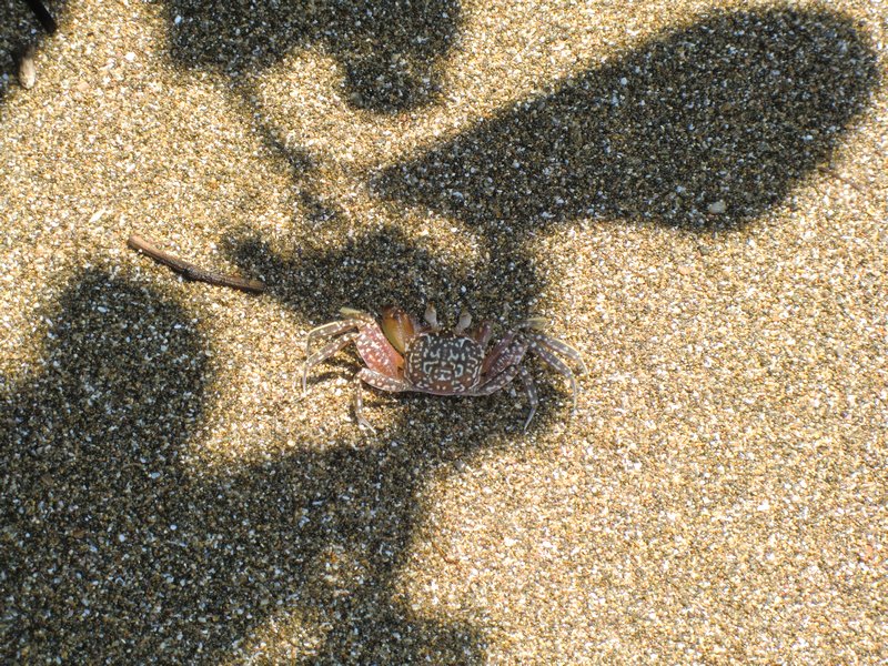 Cute crab on Isla Cano.