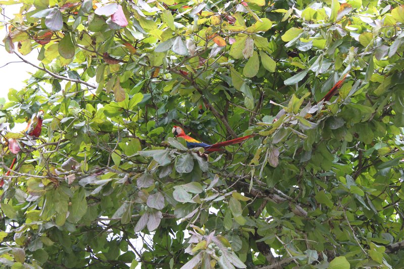 Scarlett Macaws in the tree...