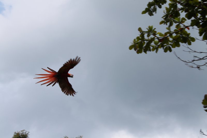 ... & Scarlett Macaws flying overhead.