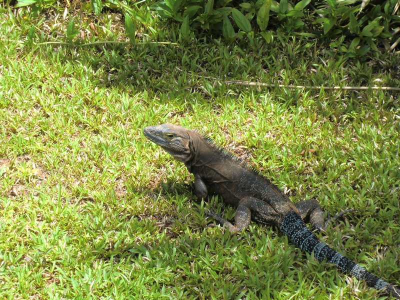 We watched this Iguana crawl down one plam tree and back up another.