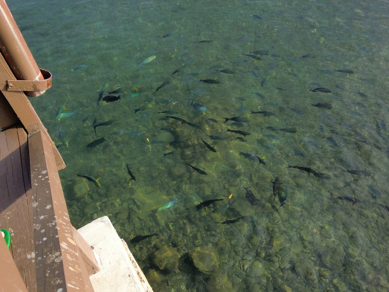 Look at all the fish just below the dock!