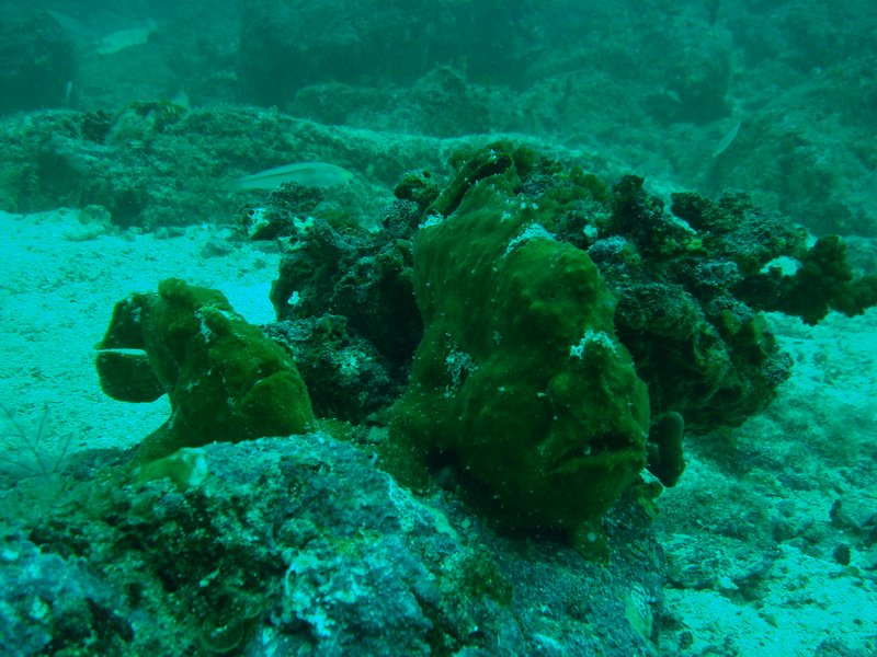 Can you find the frogfish?