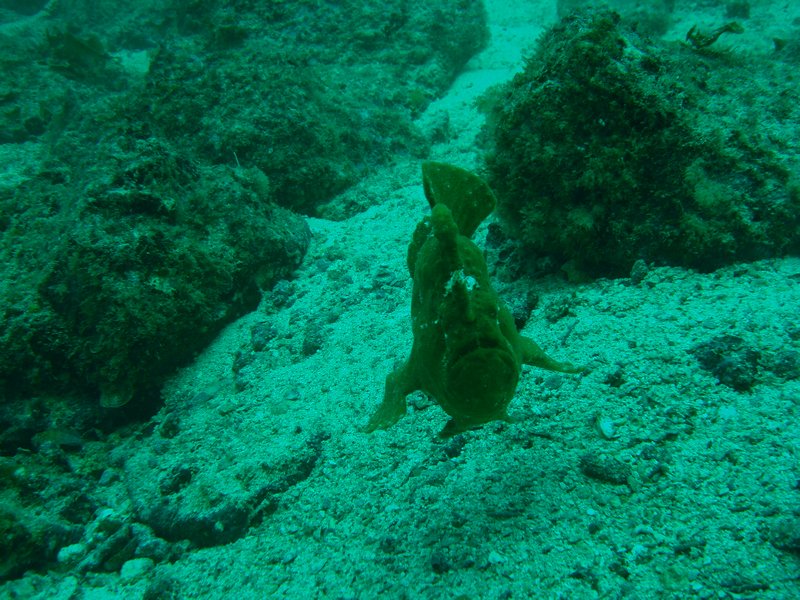 A frogfish swimming.