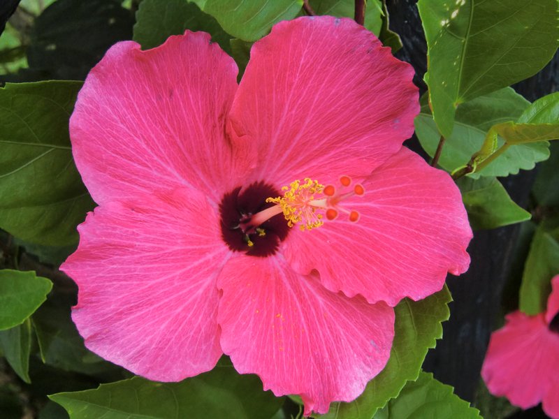 Pretty pink hibiscus