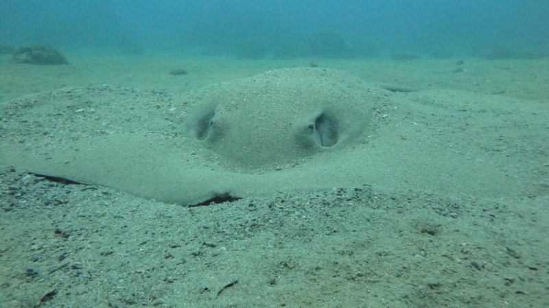 A large Southern Stingray buried in the sand.