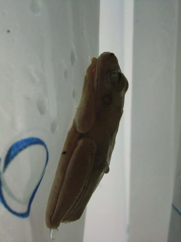 Shower Curtain Frog
