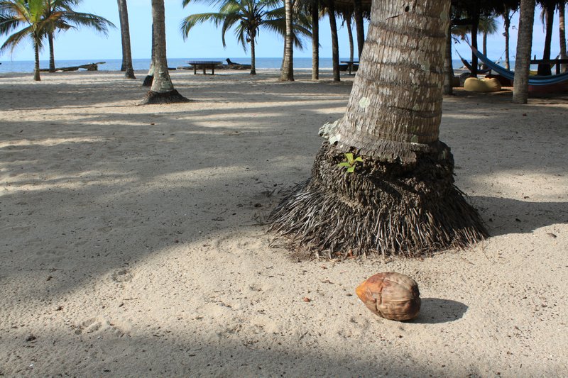 Watch for falling coconuts!