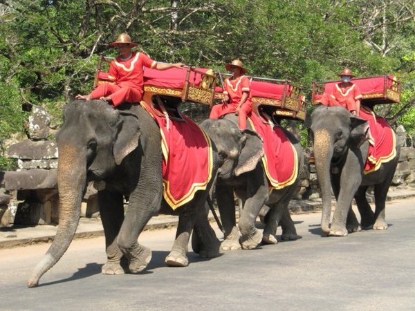 Die beruhmten Elefanten von Angkor...