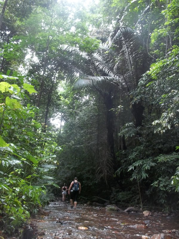The jungle trail