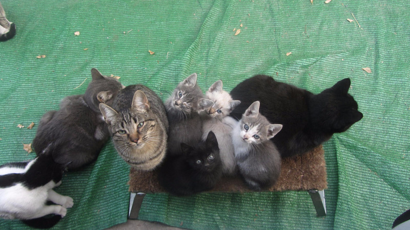 Cats at Granada Campsite