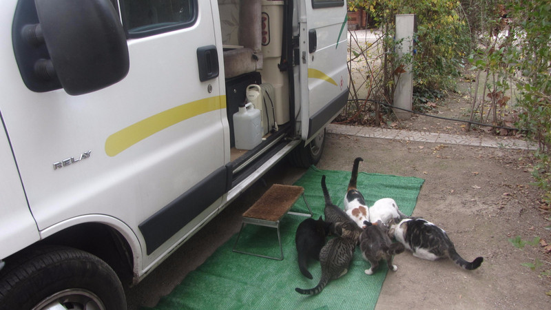 Cats in Granada Campsite