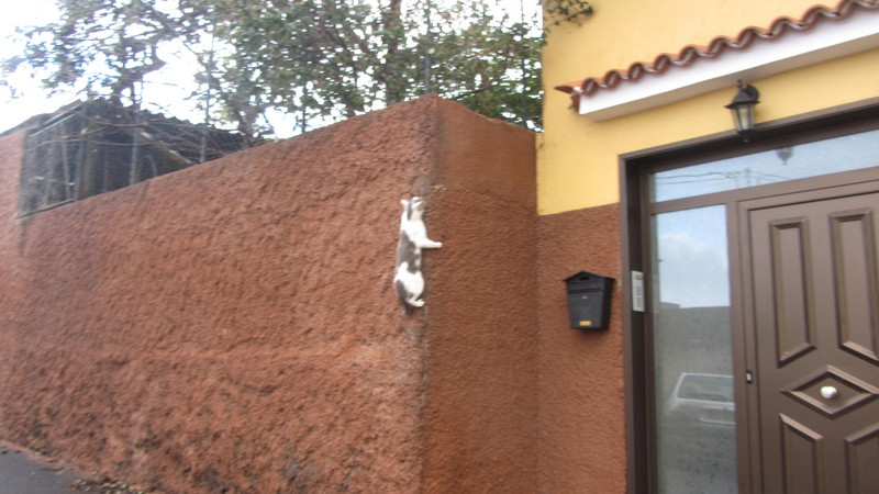 Cat climbing the wall ( this they did on a regular basis to escape the male stray cats