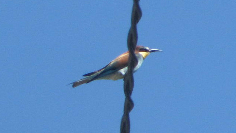 Bee Eater (1)
