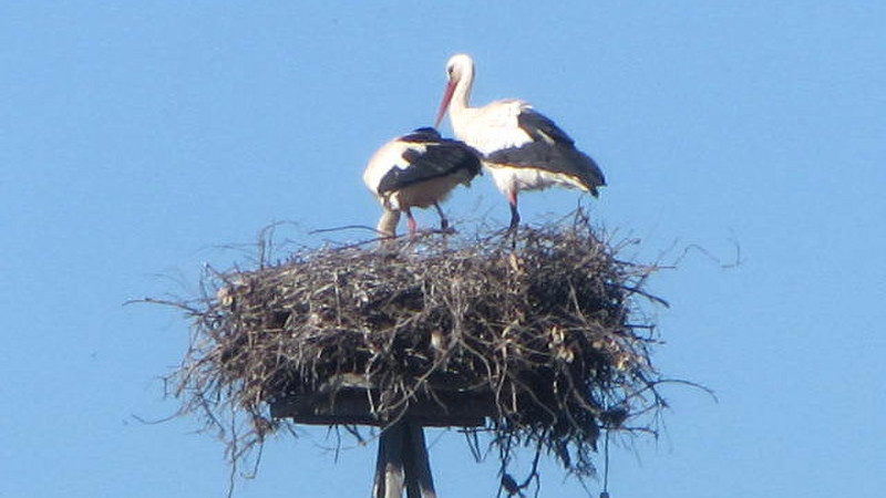 Storks nest