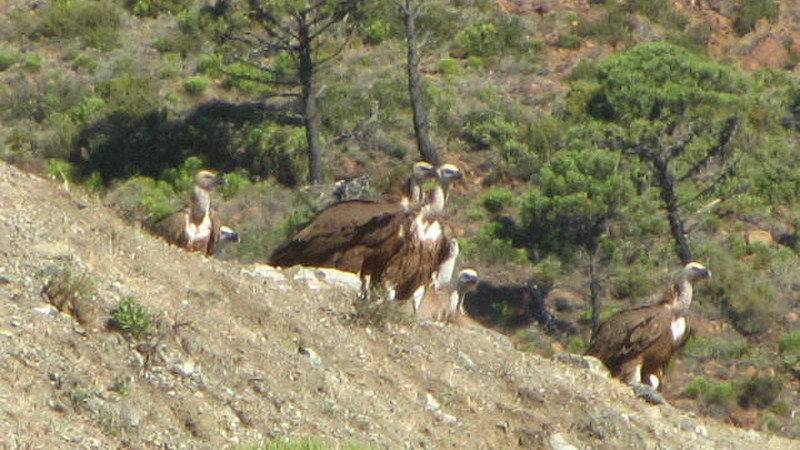Griffin Vultures on a reccy near Casares